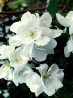 Seringat, Jasmin des poètes