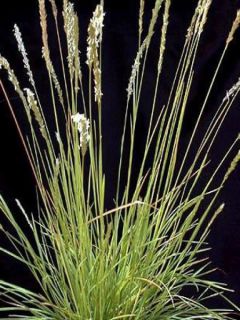 Sesleria autumnalis