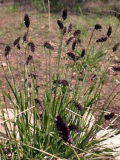 Sesleria heufleriana - Seslerie