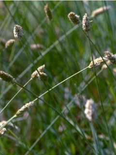 Sesleria nitida - Seslérie