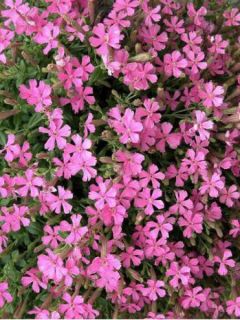 Silene schafta 'Splendens'