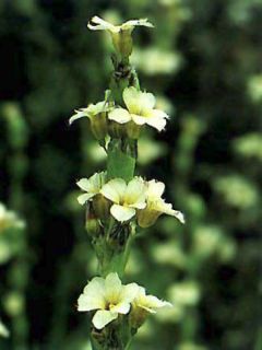 Sisyrinchium striatum