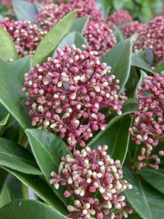 Skimmia du Japon - Skimmia japonica Pink Dwarf
