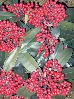 Skimmia reevesiana
