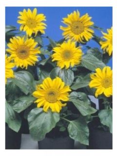 Soleil nain 'Sunpot'