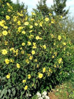 Soleil vivace à petites fleurs