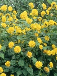 Soleil vivace 'Loddon Gold'