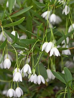 Sollya 'Alba'