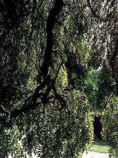 Pagode japonaise - Sophora japonica Pendula