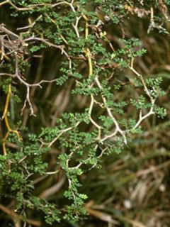 Sophora Little Baby - Sophora nain.