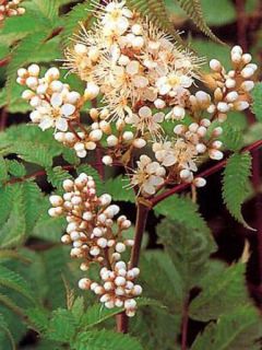 Fausse spirée à feuilles de sorbier