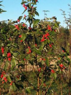 Sorbier, Alisier - Sorbus intermedia Brouwers