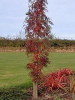 Sorbier des oiseleurs 'Autumn Spire'