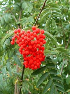 Sorbier des oiseleurs - Sorbus aucuparia Wettra