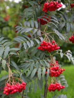 Sorbus aucuparia - Sorbier des oiseleurs en pot de 2L