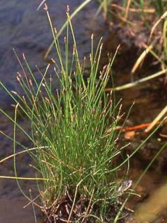 Eleocharis palustris - Scirpe des marais 