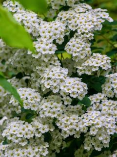 Spirée de vanhoutte