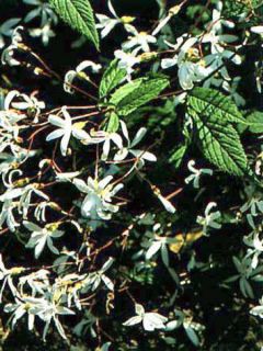 Spirée à 3 feuilles