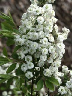 Spirée à feuilles pruineuse