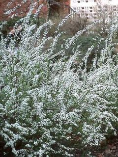 Spiraea arguta - Spirée blanche
