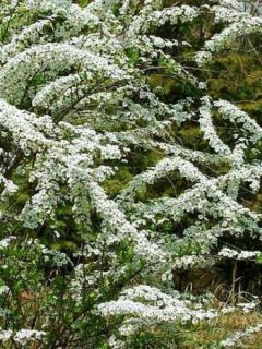 Spiraea thunbergii - Spirée de Thunberg 
