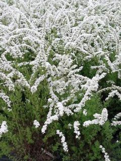 Spirée 'Graciosa'
