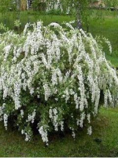 Spirée 'Grefsheim'
