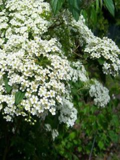 Spirée japonaise 'Albiflora'