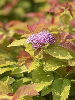 Spirée japonaise 'Pink & Gold'