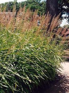 Spodiopogon sibiricus 