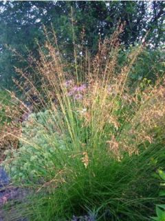 Sporobolus heterolepis - Sporobole à glumes inégales