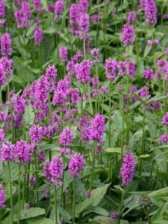 Stachys monnieri 'Hummelo'