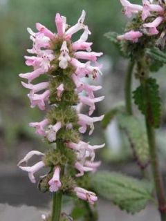 Stachys monnieri 'Rosea'