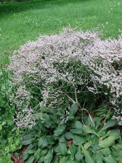 Goniolimon tataricum - Limonium - Statice vivace