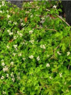 Stephanandra incisa Crispa