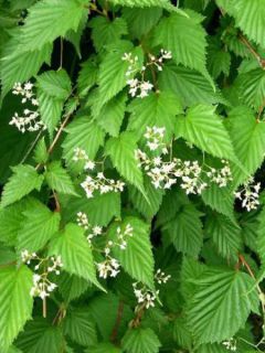 Stephanandra tanakae