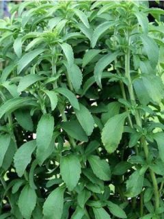 Stevia - Plante à sucre - Stevia rebaudiana