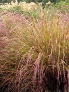 Stipa arundinacea 