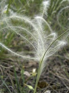 Stipa pulcherrima - Stipe admirable