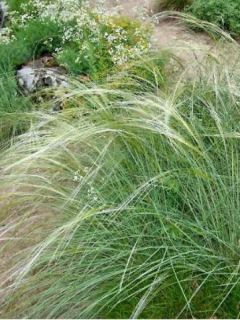Stipa capillata - Stipe capillaire