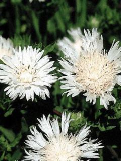 Stokesia laevis 'Träumerei'