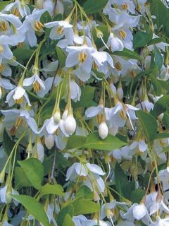 Styrax japonica Fragrant Fountain