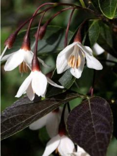 Styrax japonica 'Evening light'