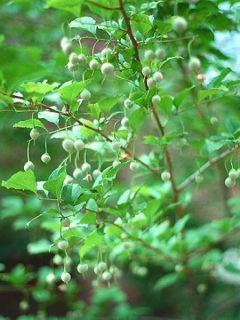 Styrax japonica