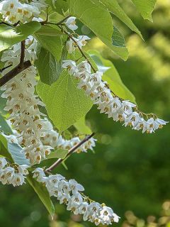 Styrax obassia - Styrax à grandes feuilles