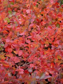Sumac aromatique 'Gro-Low'