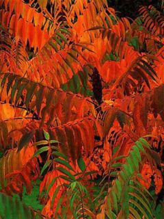 Sumac de Virginie - Rhus typhina