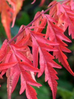 Sumac lacinié - Rhus glabra laciniata