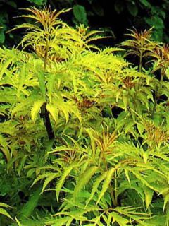 Sureau à grappes 'Sutherland Gold'