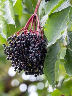 Sureau noir - Sambucus nigra